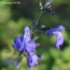 Salvia azul