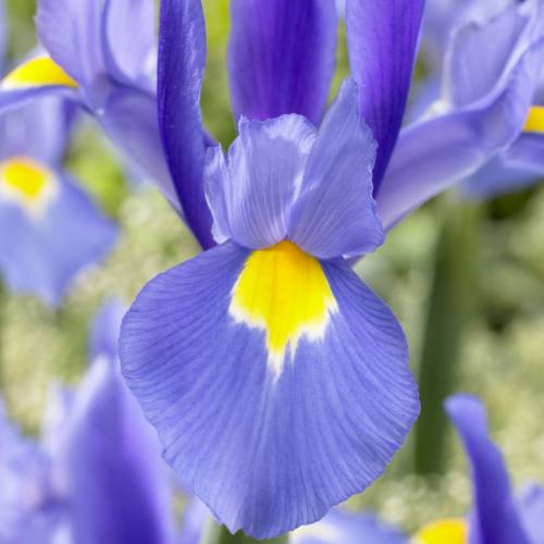 Iris japonés azul : venta Iris japonés azul / Iris ensata caerula