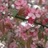 Manzano Coccinella 'Courtarou'