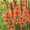 Watsonia naranja