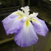 Iris japons 'Lady in Waiting'