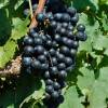 Via de vino 'Cabernet Franc'