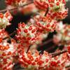 Arbusto del papel con flores rojas, Edgeworthie