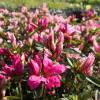 Azalea japonesa 'Pink Spider'