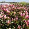 Azalea japonesa 'Pink Spider'