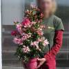 Azalea japonesa 'Pink Spider'