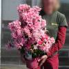 Azalea japonesa 'Pink Spider'