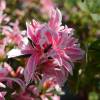 Azalea japonesa 'Pink Spider'