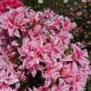 Azalea japonesa 'Pink Spider'