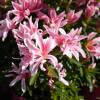 Azalea japonesa 'Pink Spider'