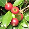 Guayabo peruano, Guayabo cereza