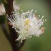 Guayabo peruano, Guayabo cereza