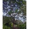 Guayabo peruano, Guayabo cereza
