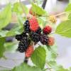 Morera enana 'Mojo Berry', Moral enana Mojo Berry