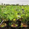 Morera enana 'Mojo Berry', Moral enana Mojo Berry