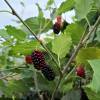 Morera enana 'Mojo Berry', Moral enana Mojo Berry