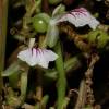 Cardamomo, Grana del paraso