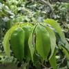 Castanopsis Cuspidata