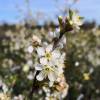 Cerezo enano autofertil 'Cherry baby'