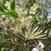 Cerezo enano autofertil 'Cherry baby'