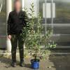 Cerezo enano autofertil 'Cherry baby'