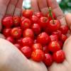 Cerezo de Nankin, Cerezo de Shangai frutas rojas