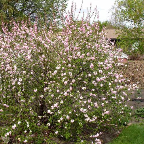 Almendro chino, Almendro de flores : venta Almendro chino, Almendro de  flores / Prunus triloba