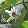 Passiflora blanca