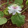 Passiflora blanca