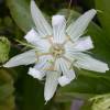 Passiflora blanca
