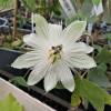 Passiflora blanca