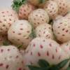 Fresas 'Pineberry', Fresa blanca-Pia