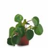 Pilea, Planta china del dinero