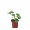 Pilea, Planta china del dinero