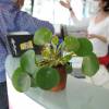 Pilea, Planta china del dinero