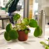 Pilea, Planta china del dinero