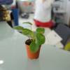 Pilea, Planta china del dinero