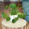 Pilea, Planta china del dinero