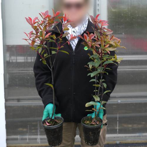 Fotinia 'Carré Rouge'