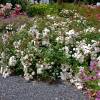 Rosal 'Alba Meillandcor'