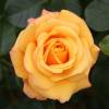 Rosal 'Amber Flush'