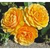 Rosal 'Amber Queen'