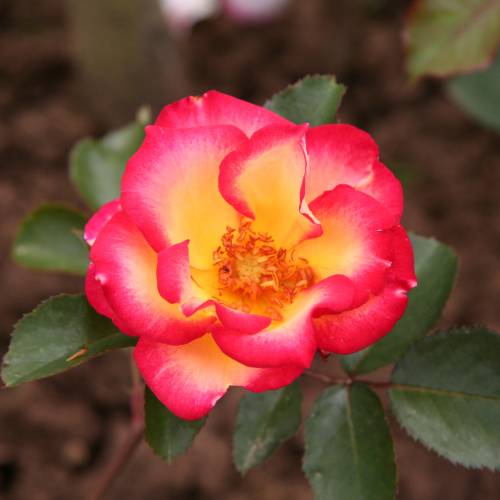Rosal 'Betty Boop'