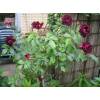 Rosal 'Burgundy Ice'