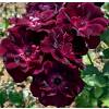 Rosal 'Burgundy Ice'