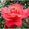 Rosal 'Christophe Colomb'