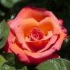 Rosal 'Christophe Colomb'