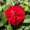 Rosal 'Coluche'