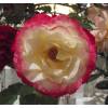 Rosal 'Double Delight'