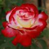 Rosal 'Double Delight'